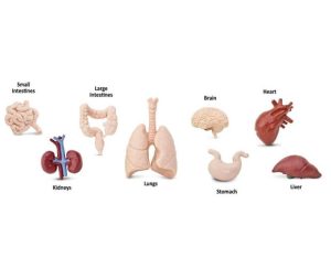 Human Organ Toob