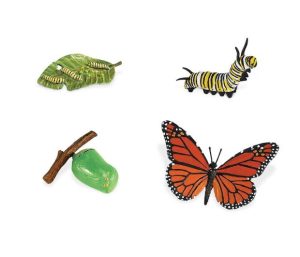 Life Cycle of a Butterfly Safariology