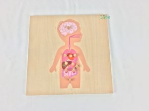 Organs Knobbed Puzzle