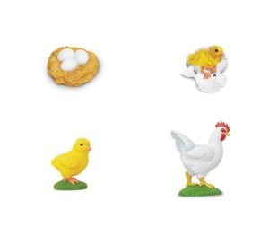 Life Cycle of a Chicken Safariology