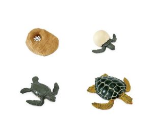 Life Cycle of a Turtle Safariology