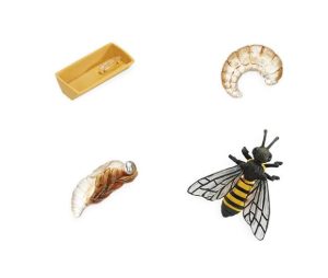 Life Cycle of a Be Safariology