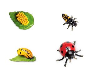 Life Cycle of a Ladybug Safariology