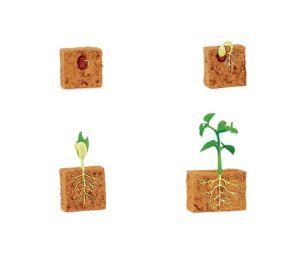 Life Cycle of Plant Safariology