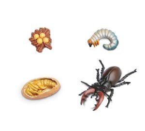 Life Cycle of a Beetle Safariology